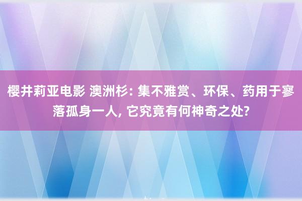 樱井莉亚电影 澳洲杉: 集不雅赏、环保、药用于寥落孤身一人， 它究竟有何神奇之处?